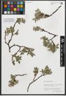 Foto von Salix myrsinites L.